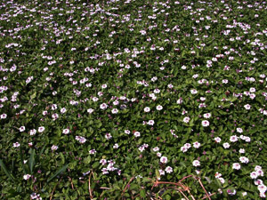 Vivers Càrex - Lippia nodiflora 